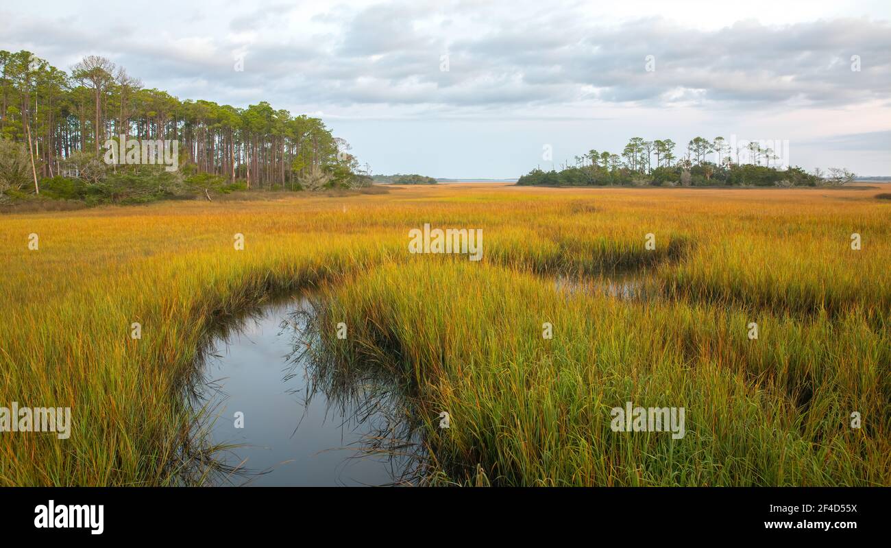 Golden marsh grasses during the golden hour at a salt marsh along the Tolomato River in Florida. Stock Photo
