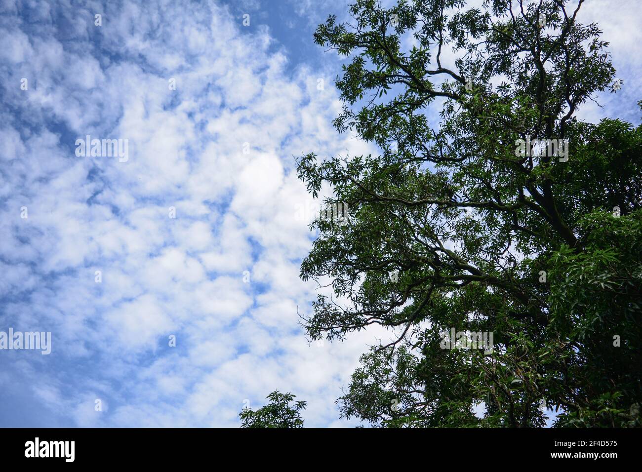 A tree under a blue sky with clouds in it Stock Photo