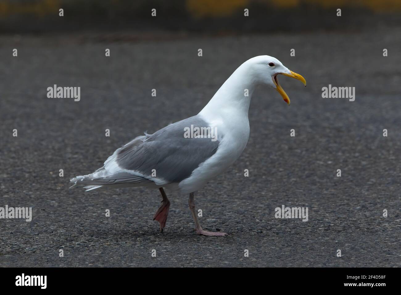 A glaucous-winged gull crossing the road in Port Townsend. Stock Photo