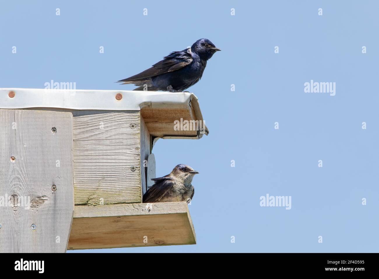 A pair of purple martins sitting on a purple martin house. Stock Photo