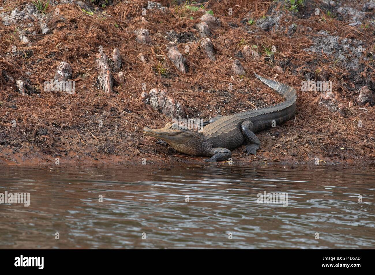 Alligator lying on the bank and looking at the camera. Stock Photo