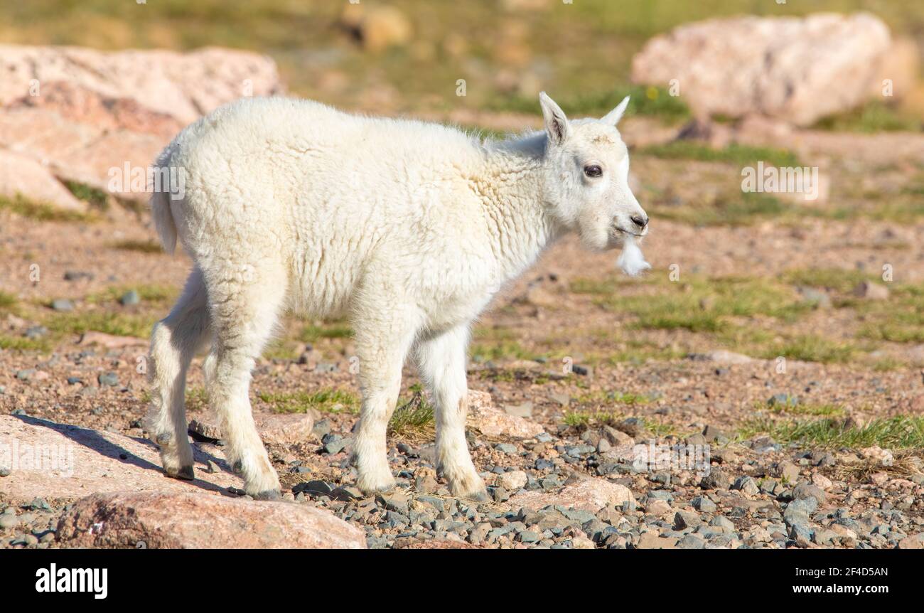 Baby mountain goat playing with a piece of fur at the top of the mountain near the Beartooth Highway in Montana. Stock Photo