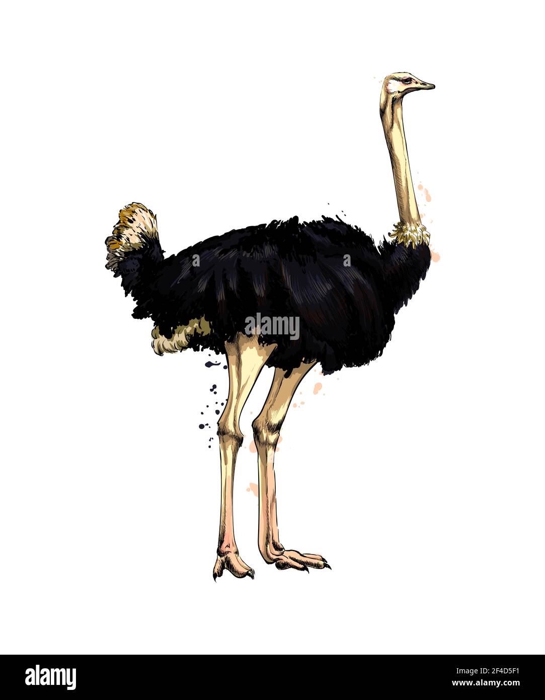 Ostrich from a splash of watercolor, colored drawing, realistic. Vector ...