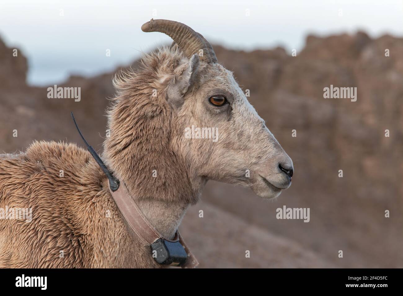 Portrait of a female collared bighorn sheep in Badlands National Park. Stock Photo