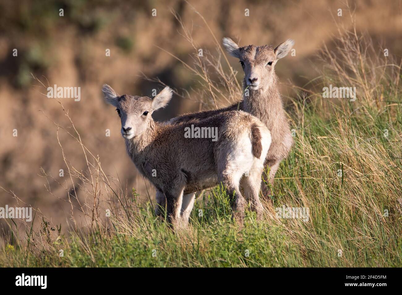Two baby bighorn sheep standing next to each other looking forward and one sheep has a piece of grass in its mouth. Stock Photo