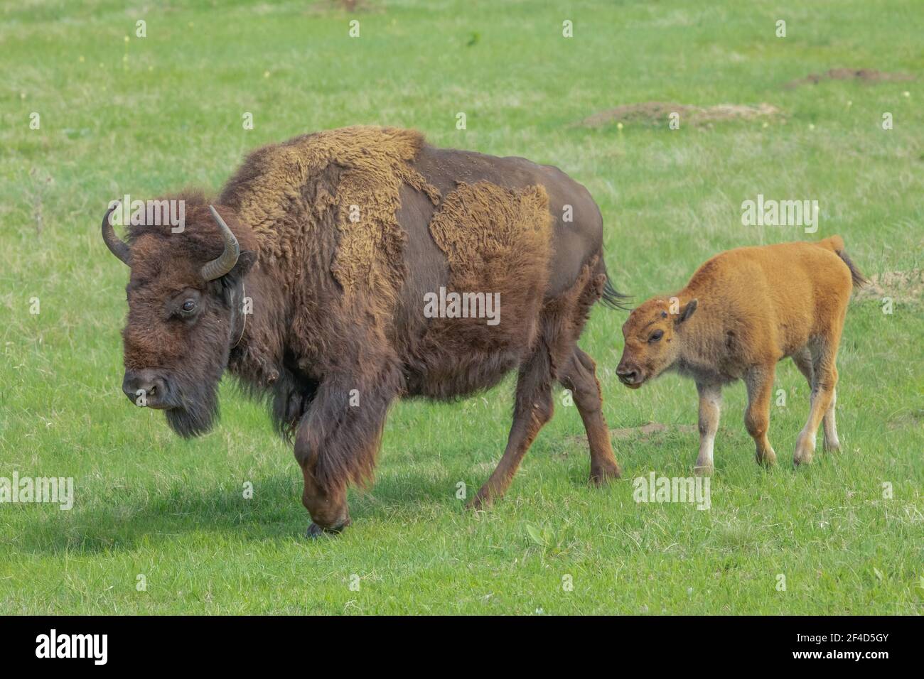 Female bison with her calf walking through the grass. Stock Photo