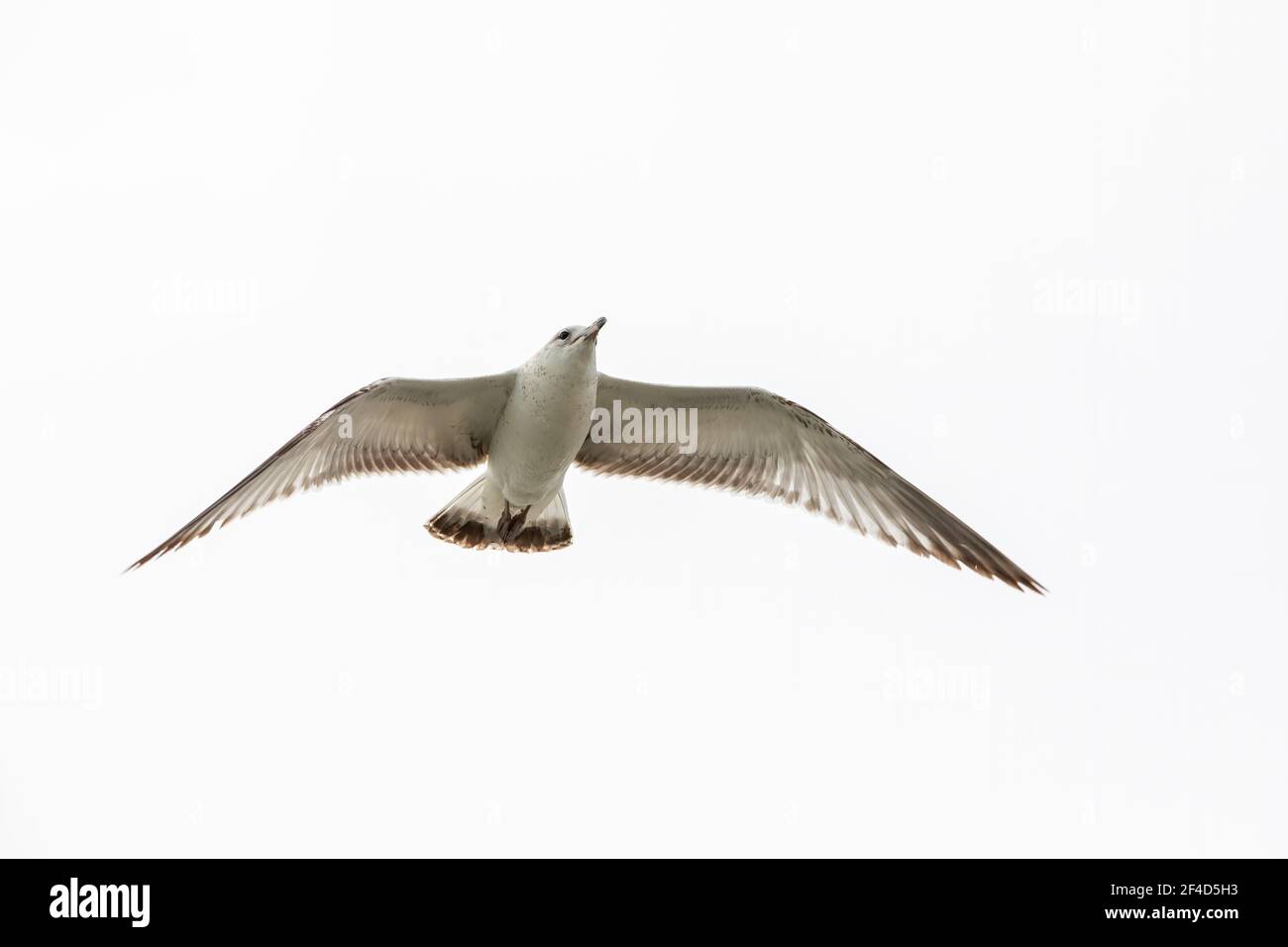A ring-billed gull in flight. Stock Photo