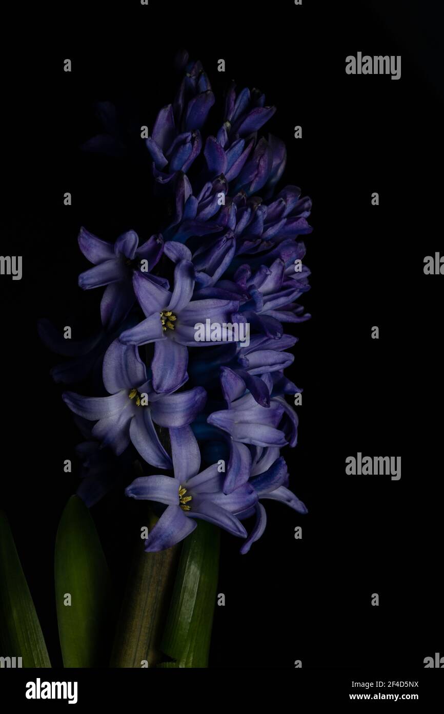Hyacinths blooming with purple flowers Stock Photo - Alamy