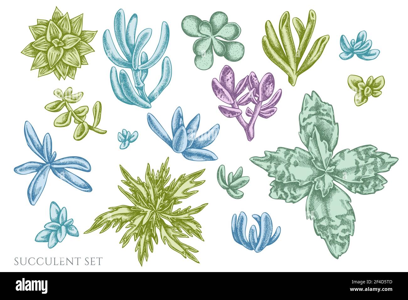 Vector set of hand drawn pastel succulent Stock Vector Image &amp; Art - Alamy