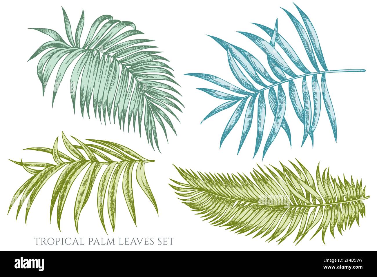 Vector set of hand drawn pastel tropical palm leaves Stock Vector Image ...