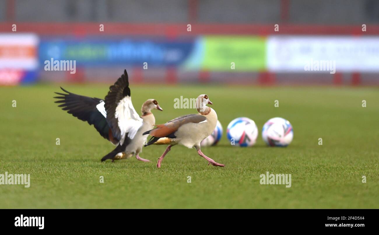 Crawley's new flying wingers a pair of Egyptian Geese warming up before the Sky Bet League Two match between Crawley Town and Walsall at the People's Pension Stadium  . Apparently the geese turn up for one game a year about this time but staff didn't know where they come from , Crawley ,  UK - 16th March 2021 - Editorial use only. No merchandising. For Football images FA and Premier League restrictions apply inc. no internet/mobile usage without FAPL license - for details contact Football Dataco Stock Photo