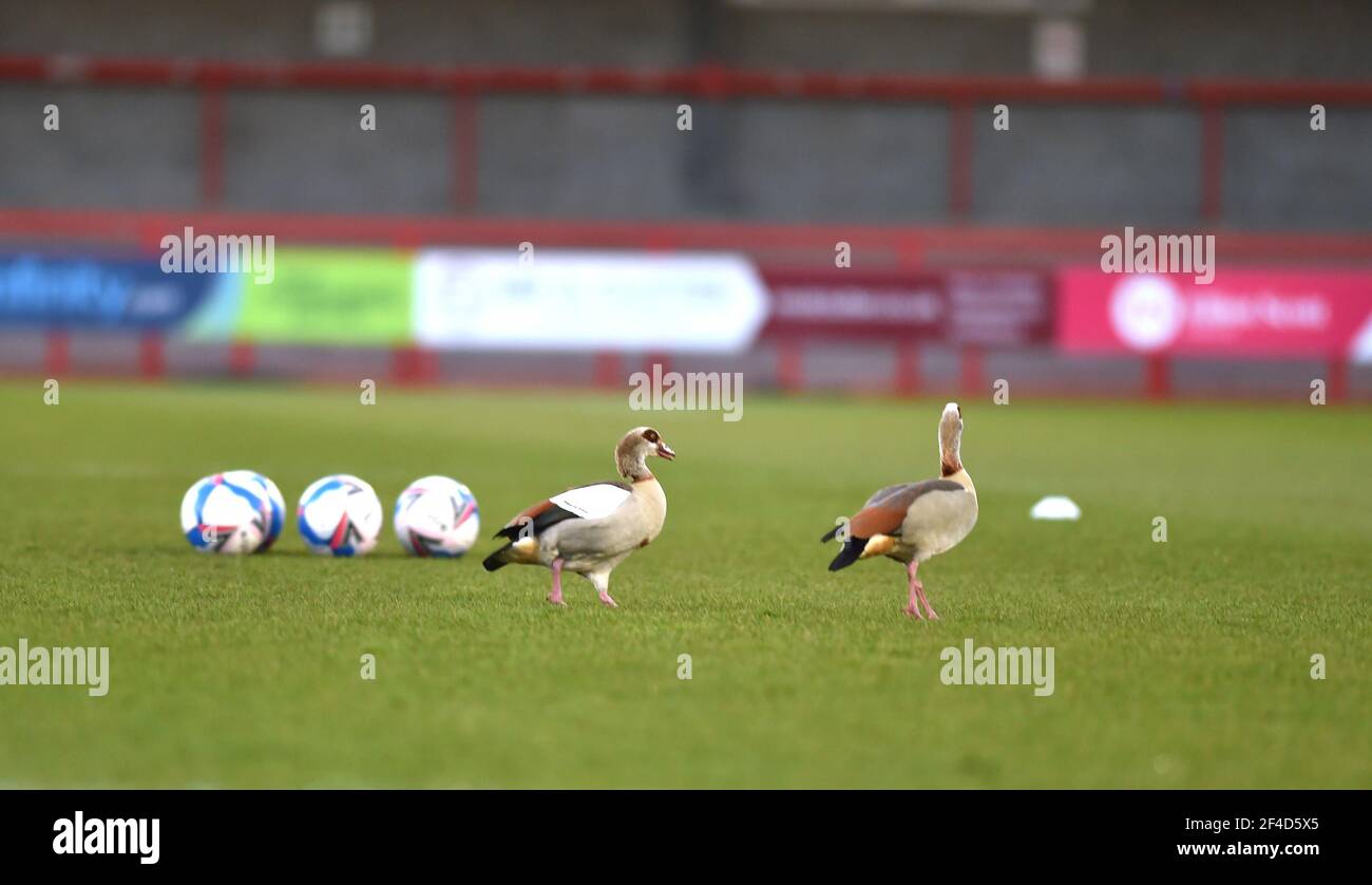 Crawley's new flying wingers a pair of Egyptian Geese warming up before the Sky Bet League Two match between Crawley Town and Walsall at the People's Pension Stadium  . Apparently the geese turn up for one game a year about this time but staff didn't know where they come from , Crawley ,  UK - 16th March 2021 - Editorial use only. No merchandising. For Football images FA and Premier League restrictions apply inc. no internet/mobile usage without FAPL license - for details contact Football Dataco Stock Photo
