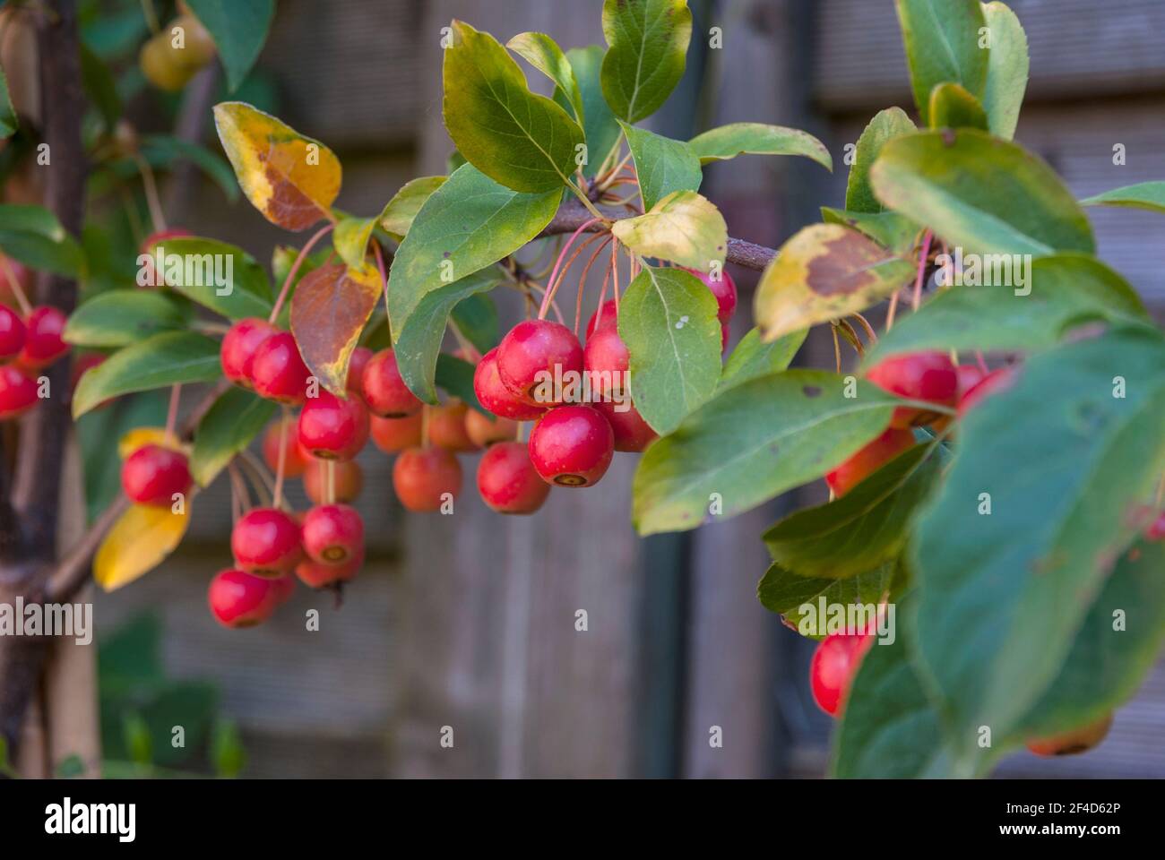 Bunch of little apples (Malus appletini) on a branch Stock Photo