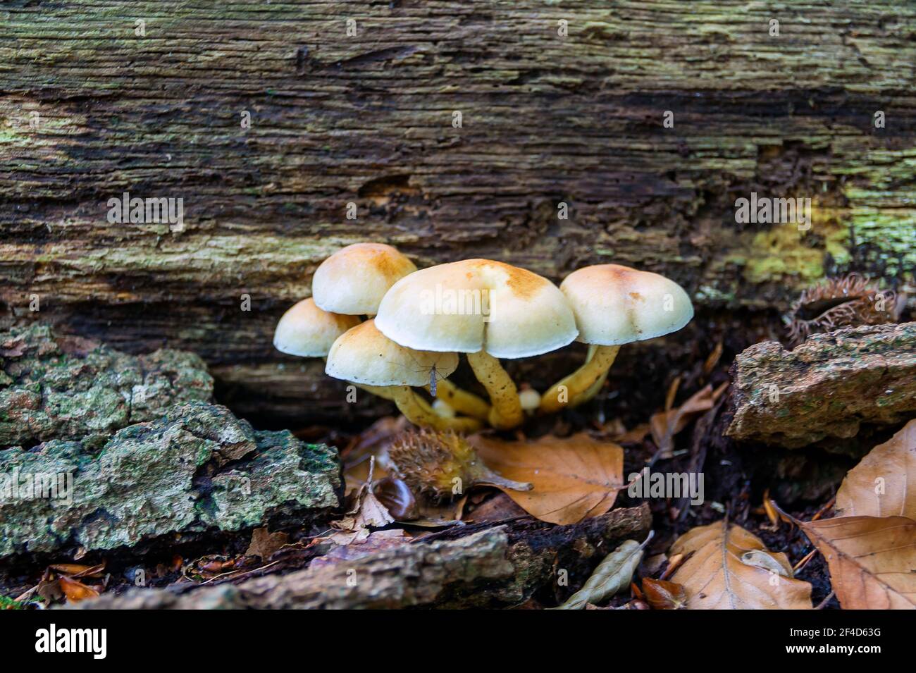Group of small mushrooms (Sulphur Tuft) on the dead trunk of a tree Stock Photo