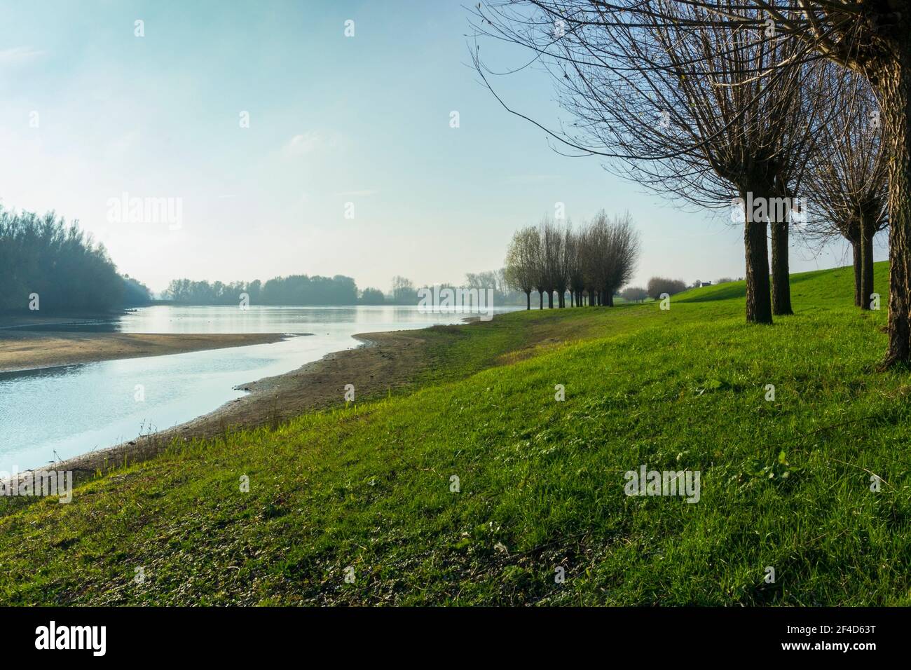 Group of willows overlooking the floodlands along river IJssel Stock Photo