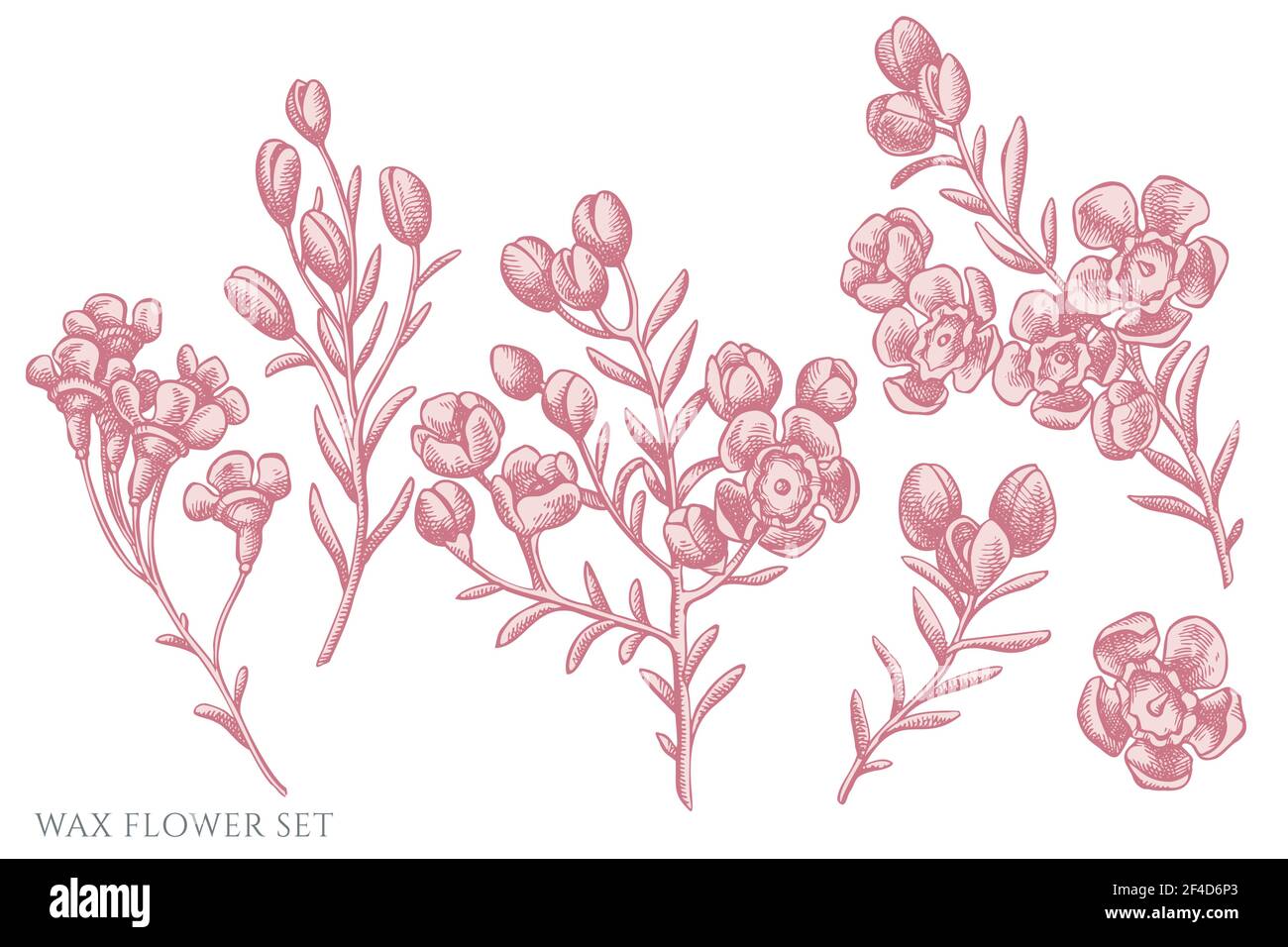 Vector set of hand drawn pastel wax flower Stock Vector Image & Art - Alamy