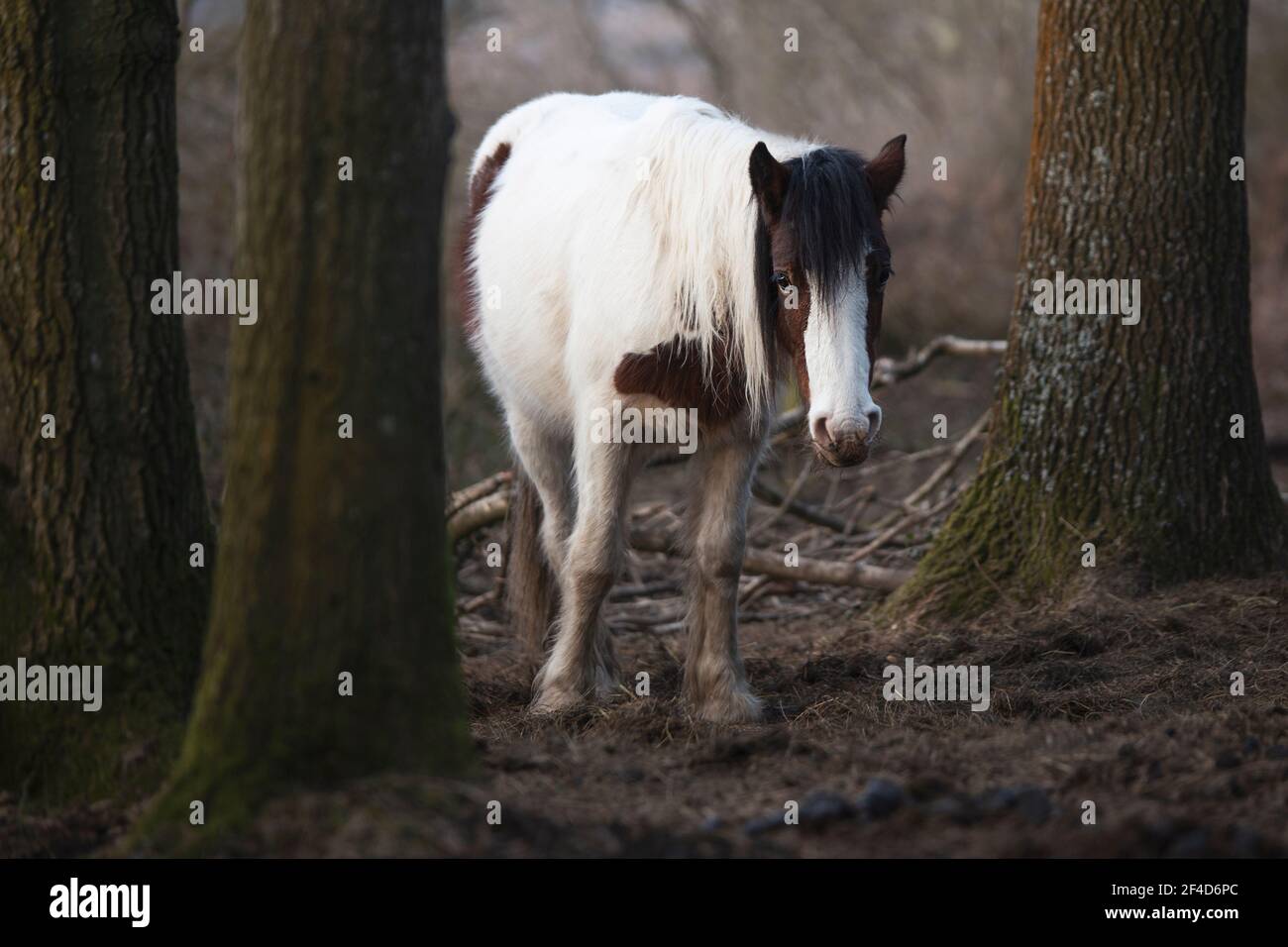 Shy horse in the forest Stock Photo Alamy