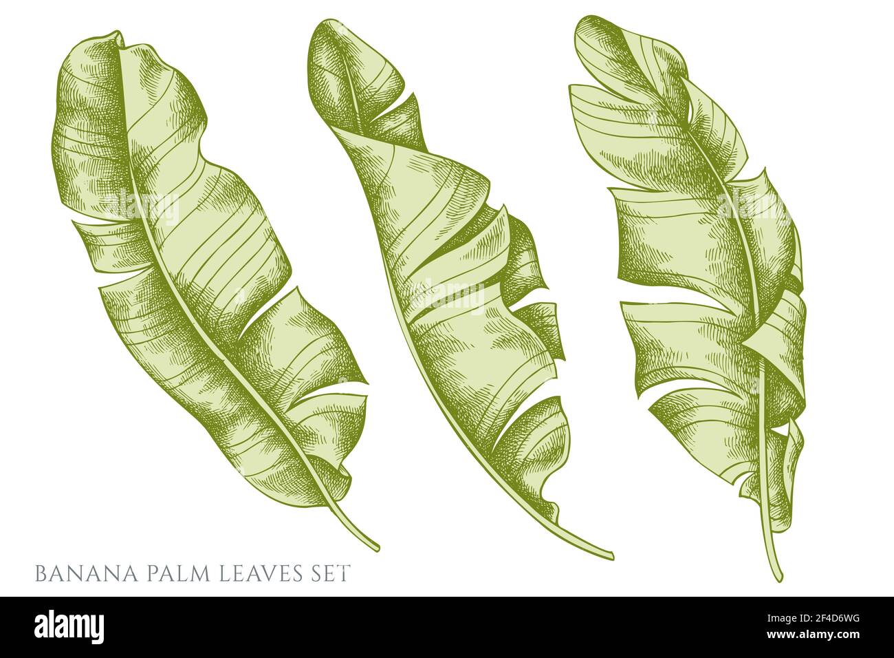 Vector set of hand drawn pastel banana palm leaves Stock Vector Image ...