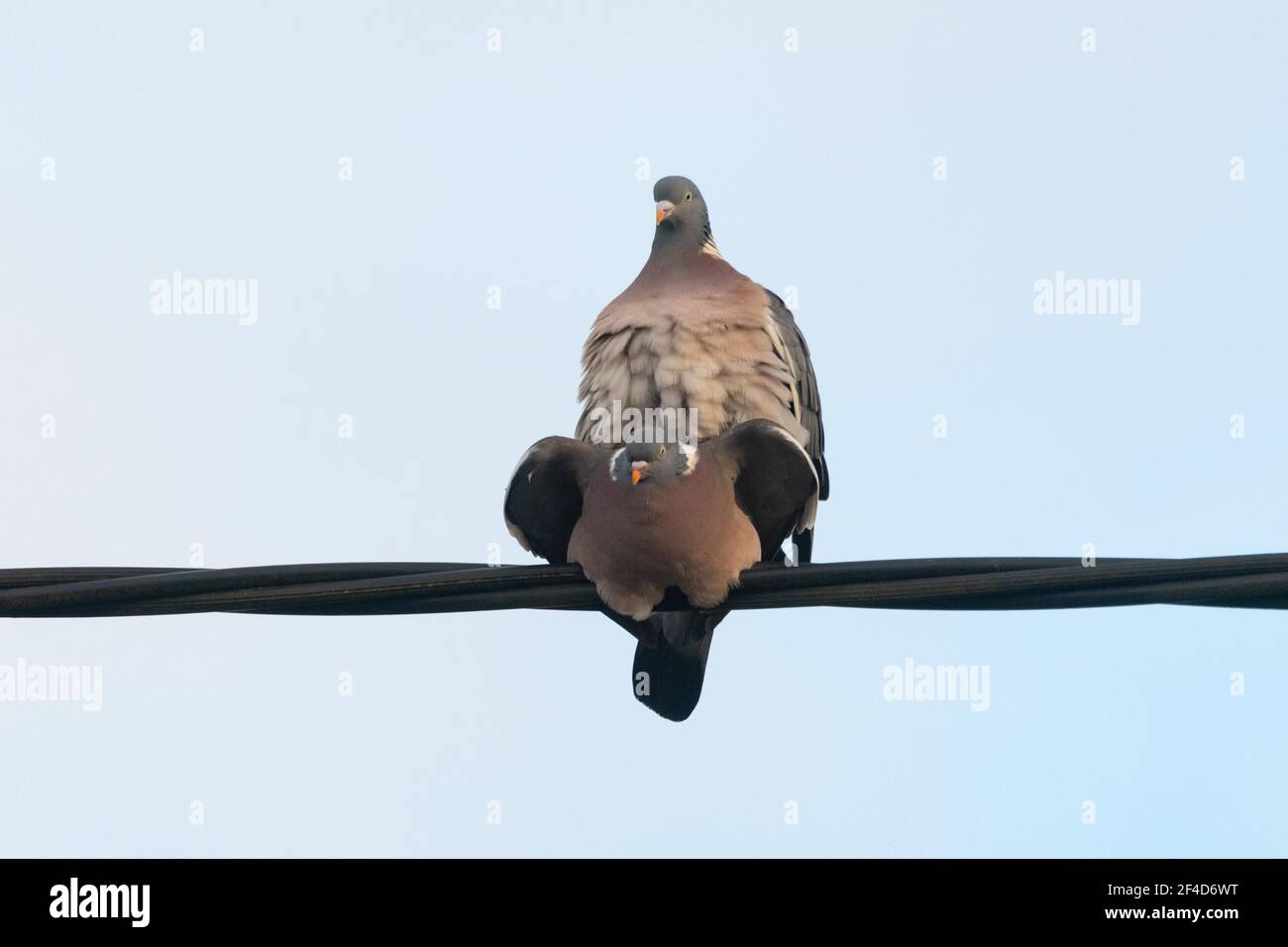 Killearn, Stirling, Scotland, UK. 20th Mar, 2021. UK weather - a pair of wood pigeons mating sequence on telephone wire on a fine spring evening. Pictured 3 of 13 - male mounts female Credit: Kay Roxby/Alamy Live News Stock Photo