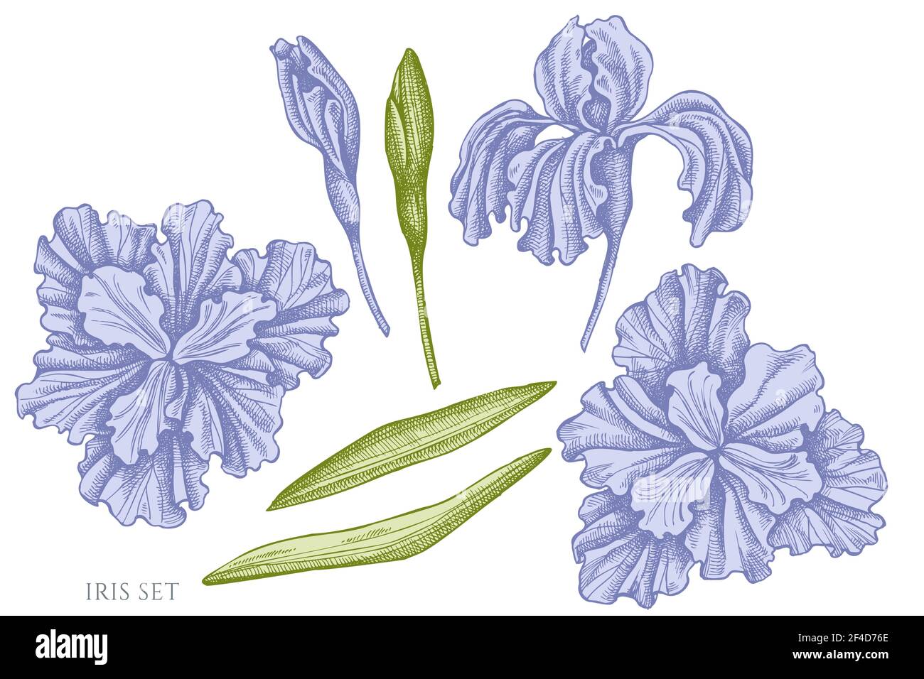 Vector set of hand drawn pastel iris Stock Vector