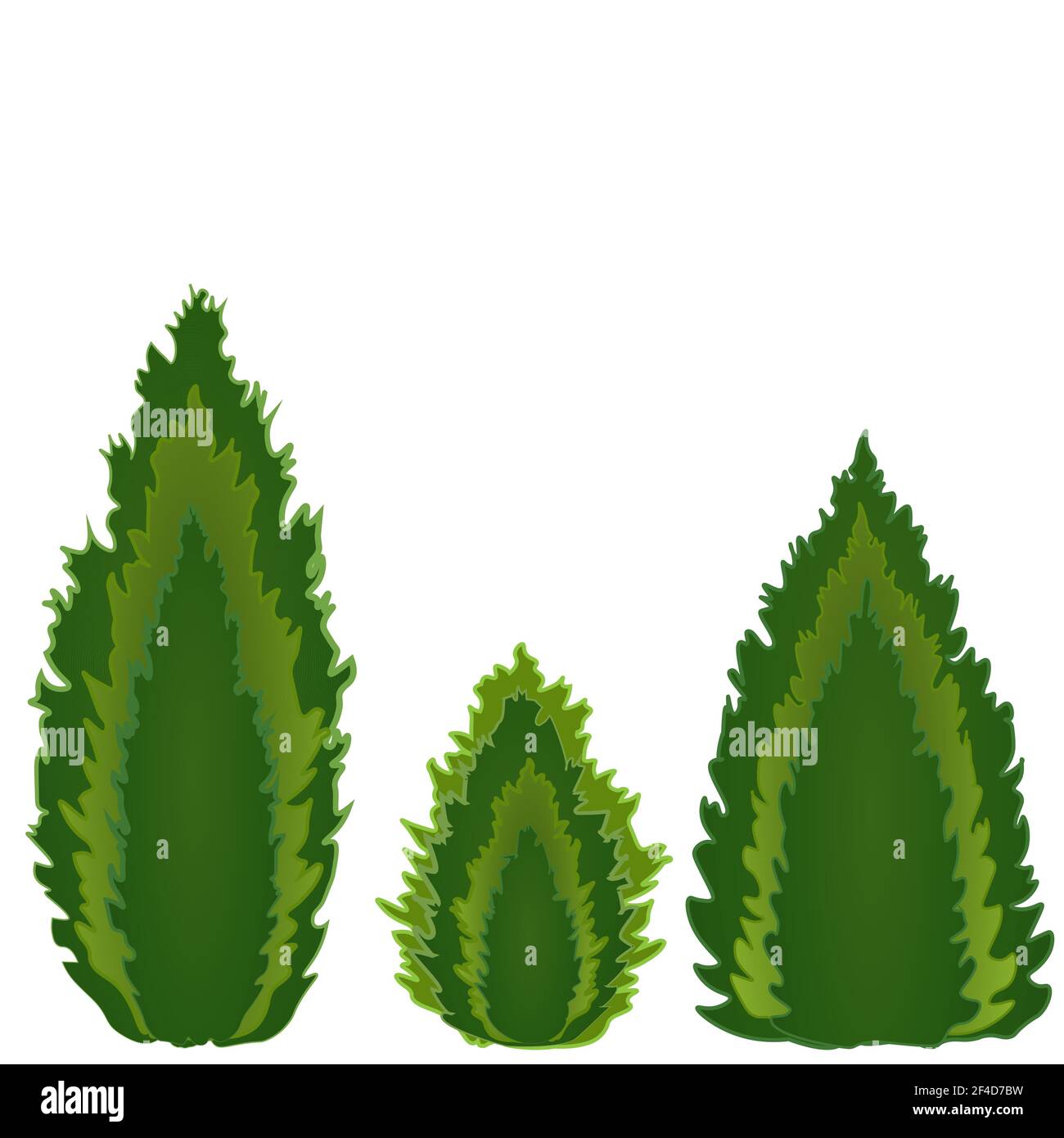 Conifers of different shapes, three kinds of conifers - tui, cypress, juniper. Piramidal, candle and drop shape Stock Vector