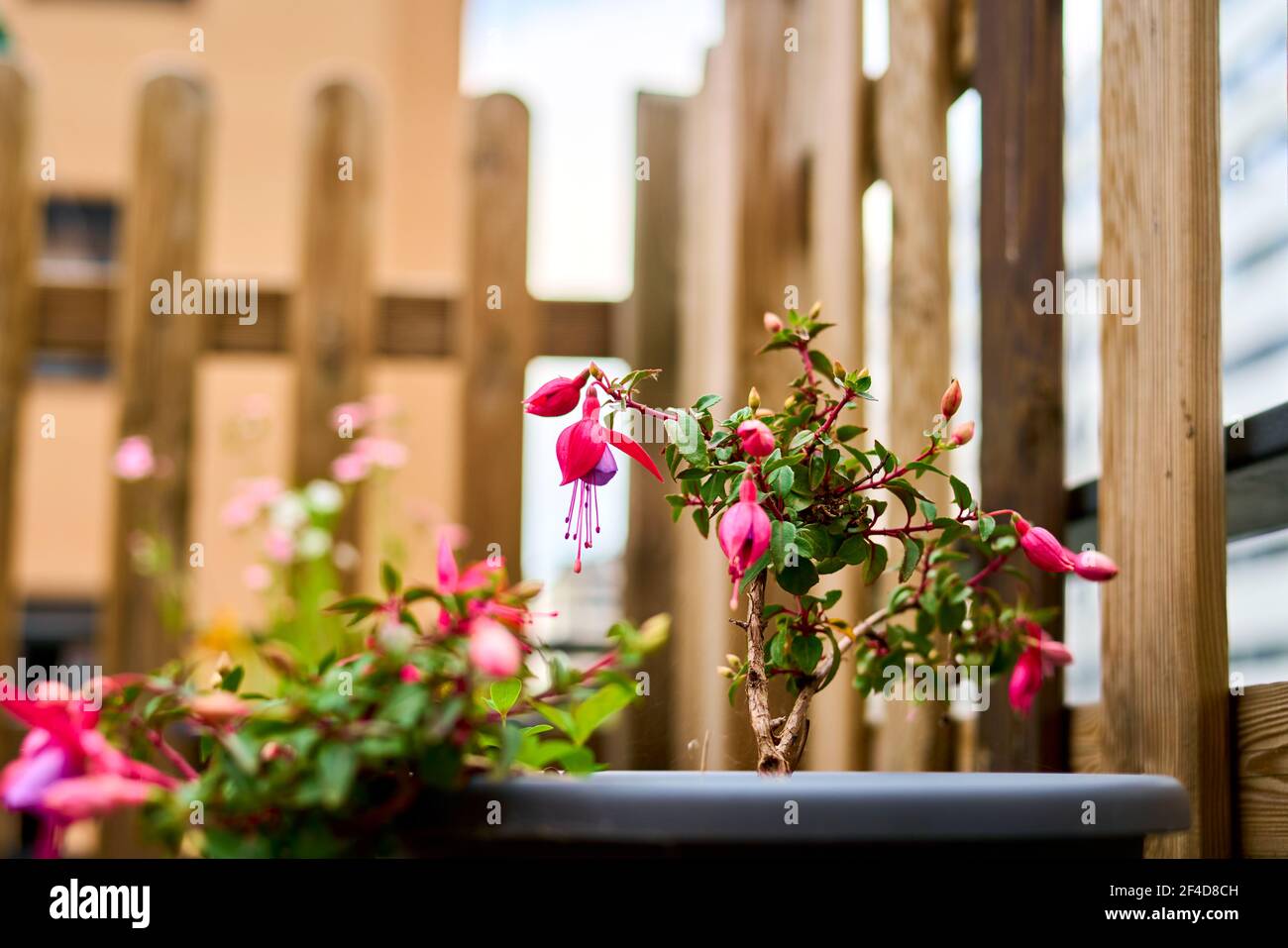Selective focus of a flower in a balcony, Hardy fuchsia, Fuchsia magellanica. Stock Photo