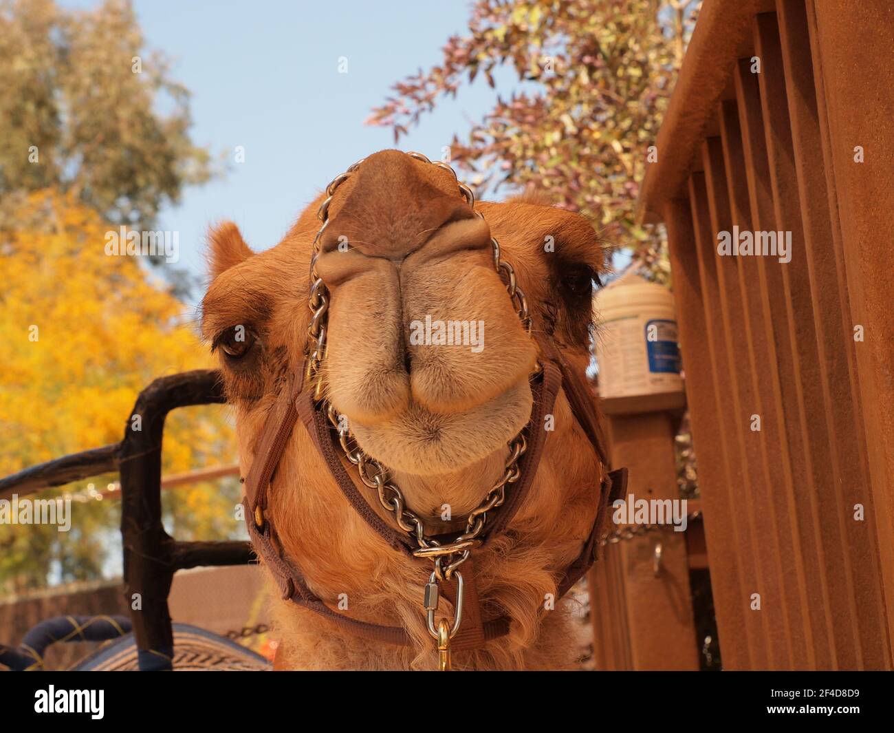 Camel face portrait at a local zoo. The scientific name is Camelus is also  known as the ship of the desert Stock Photo - Alamy