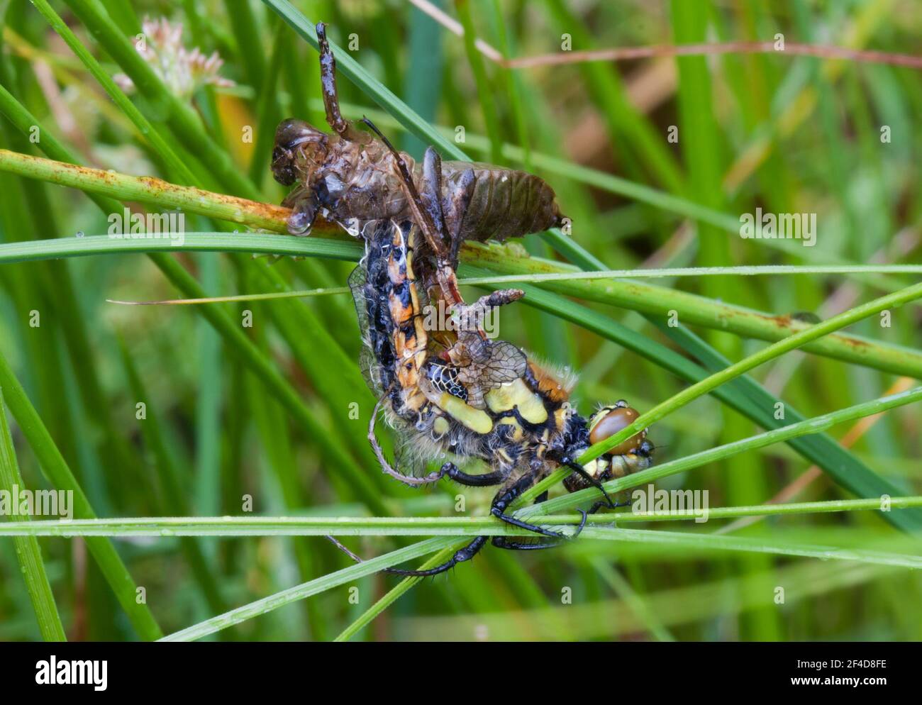 Emergence and metamorphosis: Dragonfly crawling out of larval skin Stock Photo