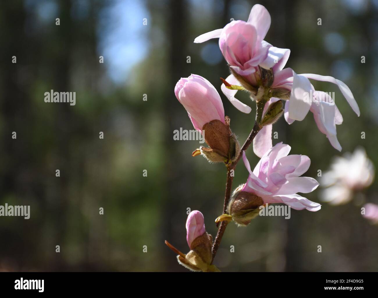 Pretty light pink budding magnolia tree with multiple buds Stock Photo ...