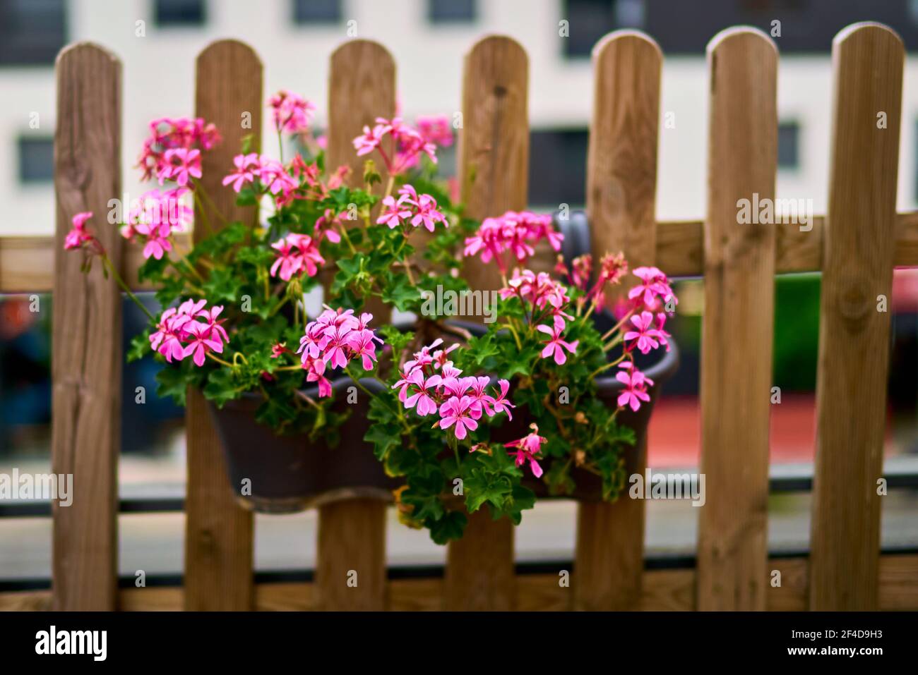 Selective focus of a flower in a balcony, Ivy geranium Pelargonium peltatum. Stock Photo