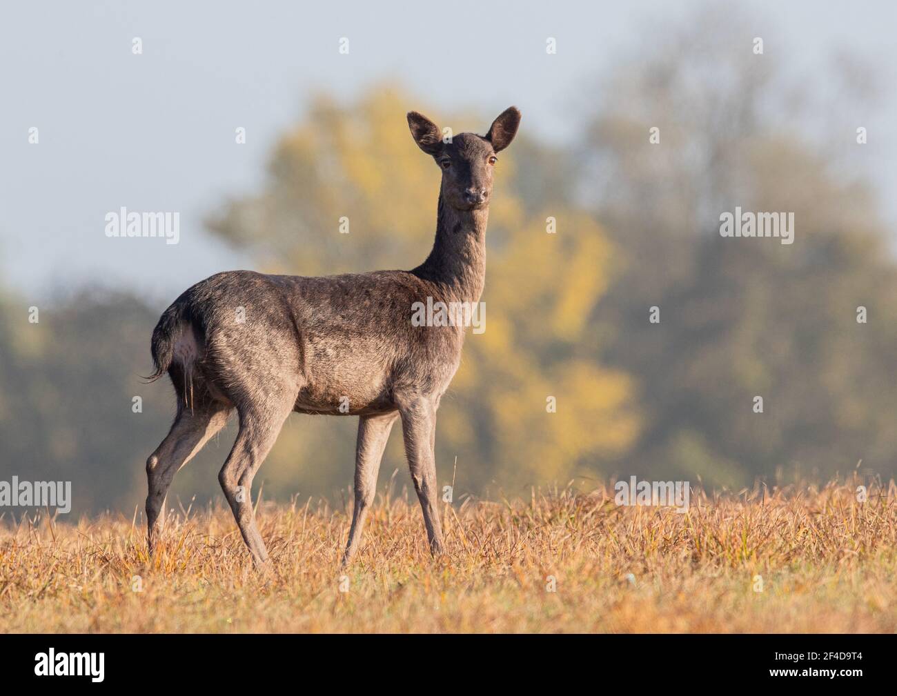 Fallow deer doe standing in an agricultural landscape - Suffolk, UK Stock  Photo - Alamy
