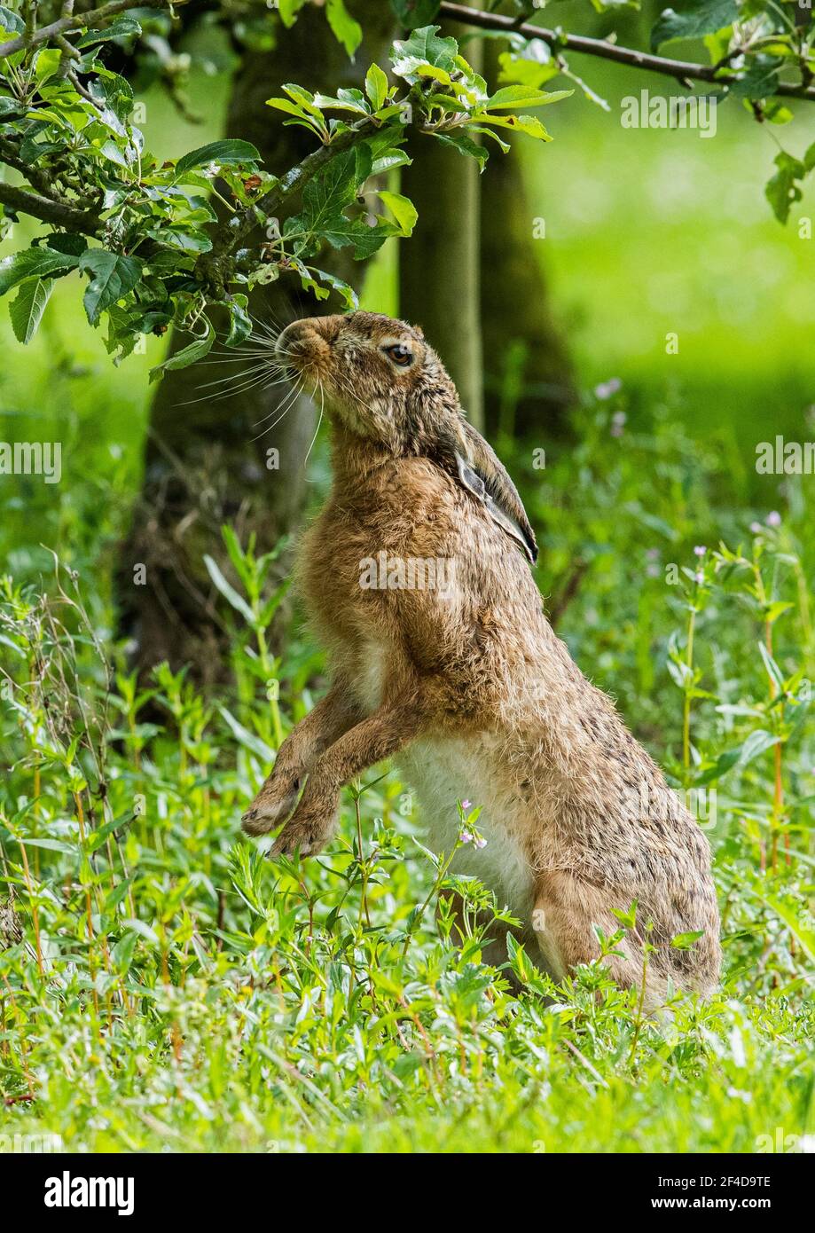 The Apple Thief - Brown Hare in the Orchard. Trying to steal the fruit. Suffolk UK Stock Photo