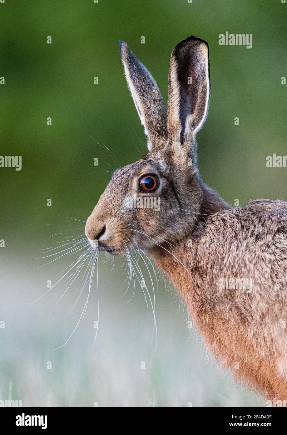 Brown Hare (Lepus europaeus ) Close up , side portrait , green background - Suffolk, UK Stock Photo