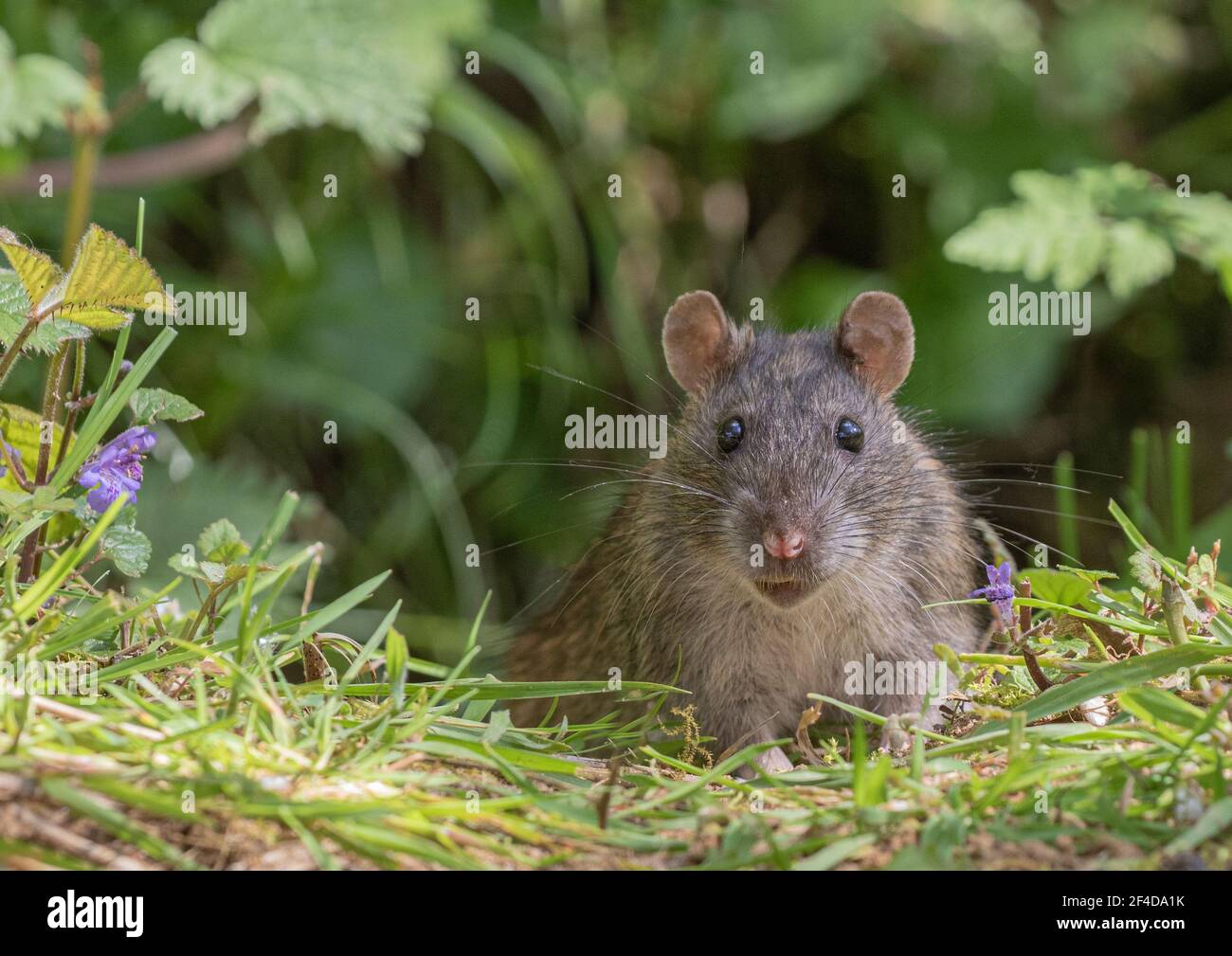 Close up portrait of a Brown  Rat (rattus norvegicus) in it's Natural Habitat. Suffolk , UK Stock Photo