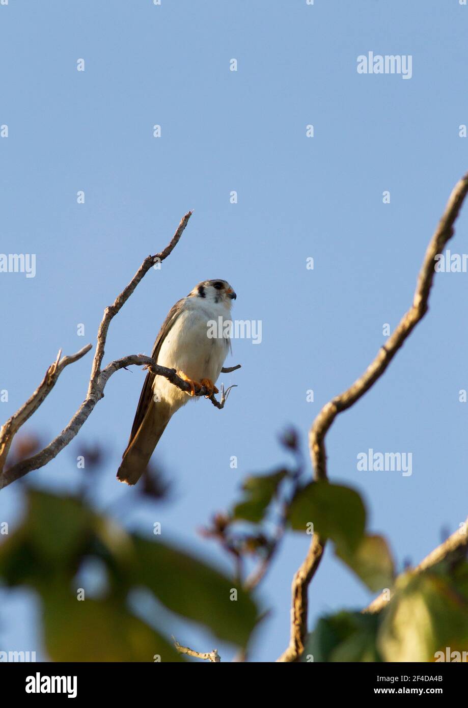 Amercan Kestrel, Falco sparverius, single adult male, white morph, perched in tree, Cuba Stock Photo