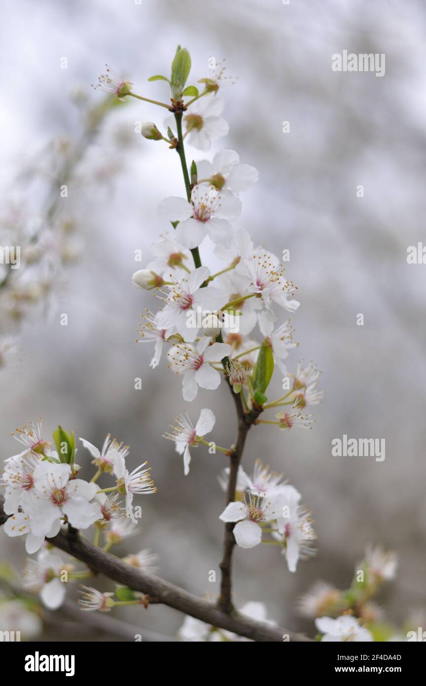 Beautiful spring blossoms in white Stock Photo
