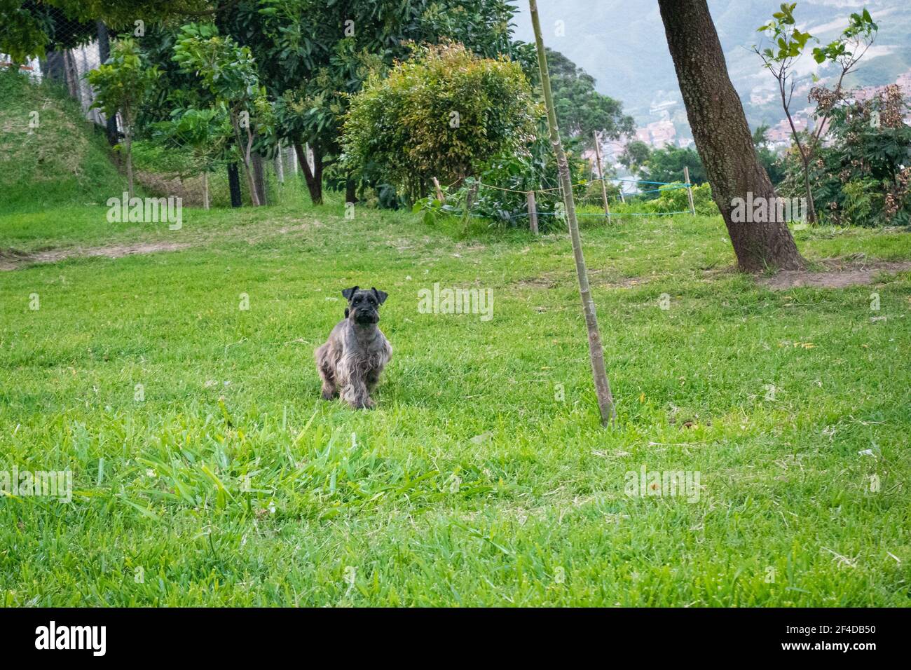 A Schnauzer, Small Gray Dog Walking Through a Grassy Park Stock Photo