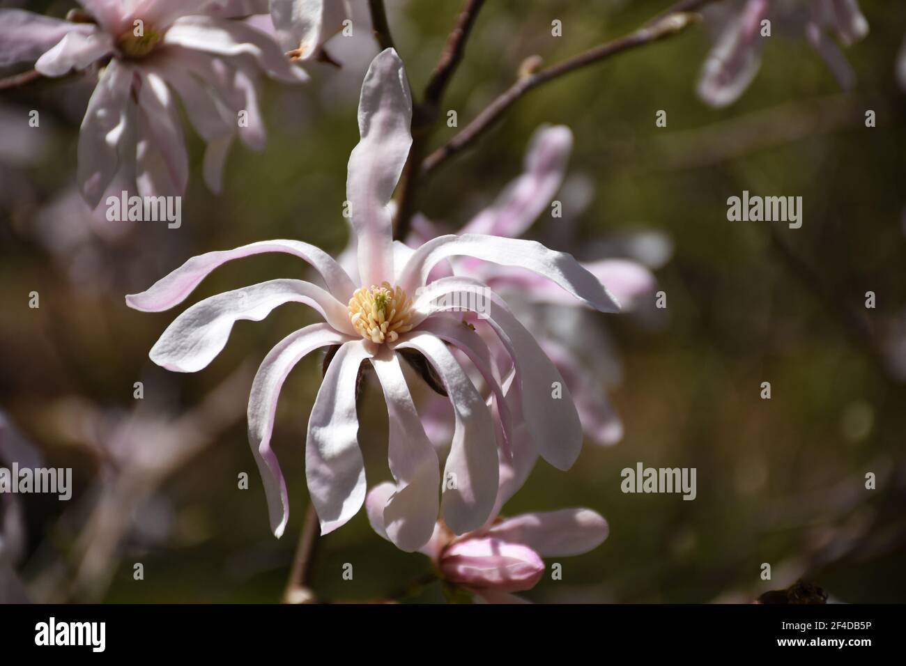 Tree with a pretty blooming pink magnolia flower blossom Stock Photo ...