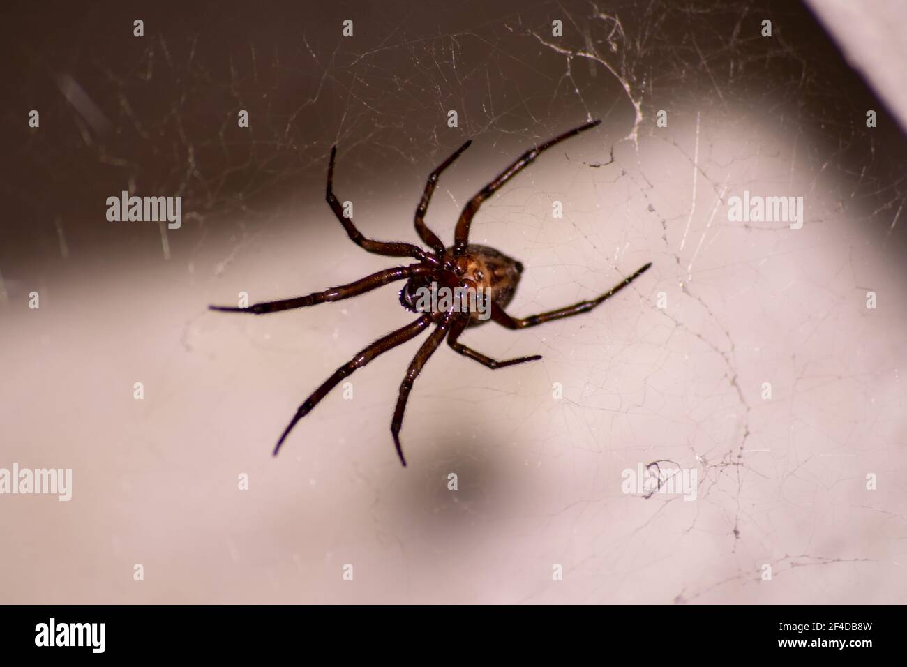 Noble False Widow Steatoda nobilis spider, spider with venom founded in Europe. Spider legs on webs waiting for insects to eat them. Good pest controller Stock Photo