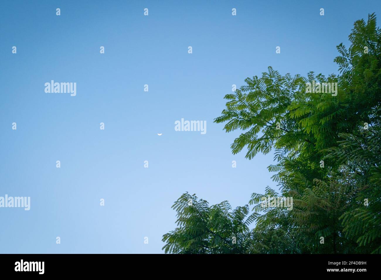 Tree Leaves with Clear Blue Sky Background with View of the Waning Quarter Moon Stock Photo