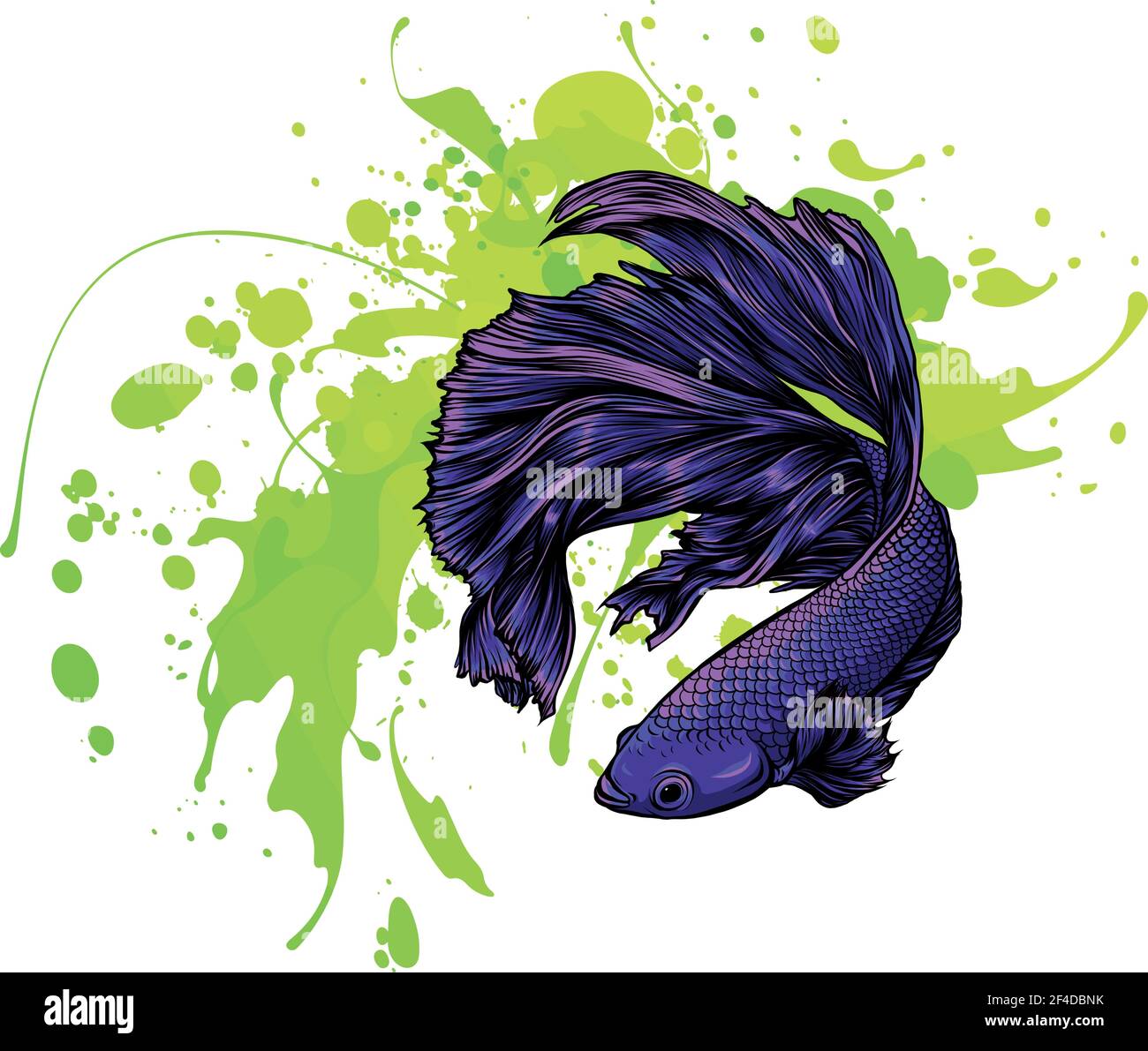 Colorful Betta Fish with water splash Vector Illustration Stock Vector  Image & Art - Alamy