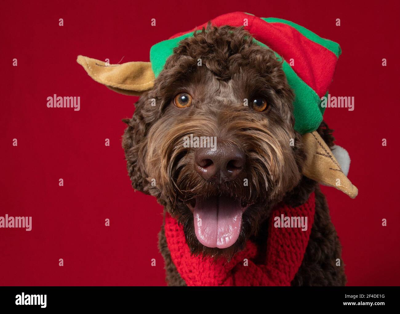 Portrait of an aussiedoodle dog wearing an elf hat Stock Photo