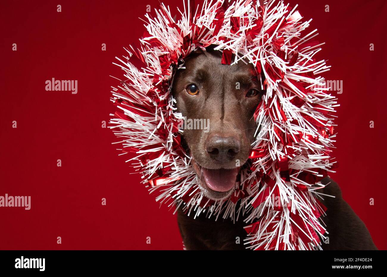 Chocolate labrador dog wrapped in tinsel Stock Photo