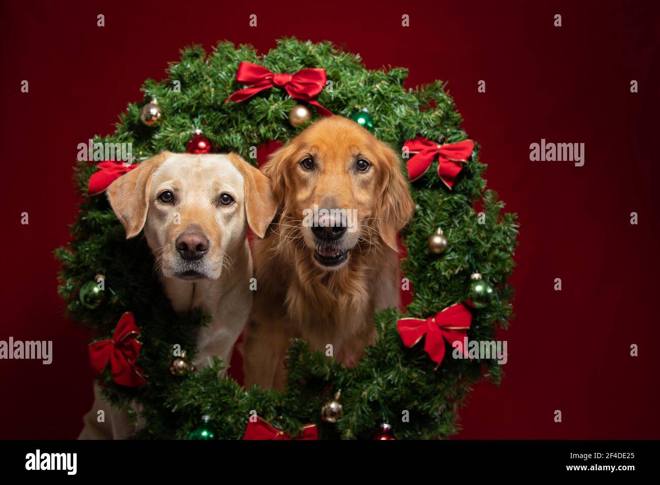 Golden retriever and labrador dogs with a wreath around their necks Stock Photo