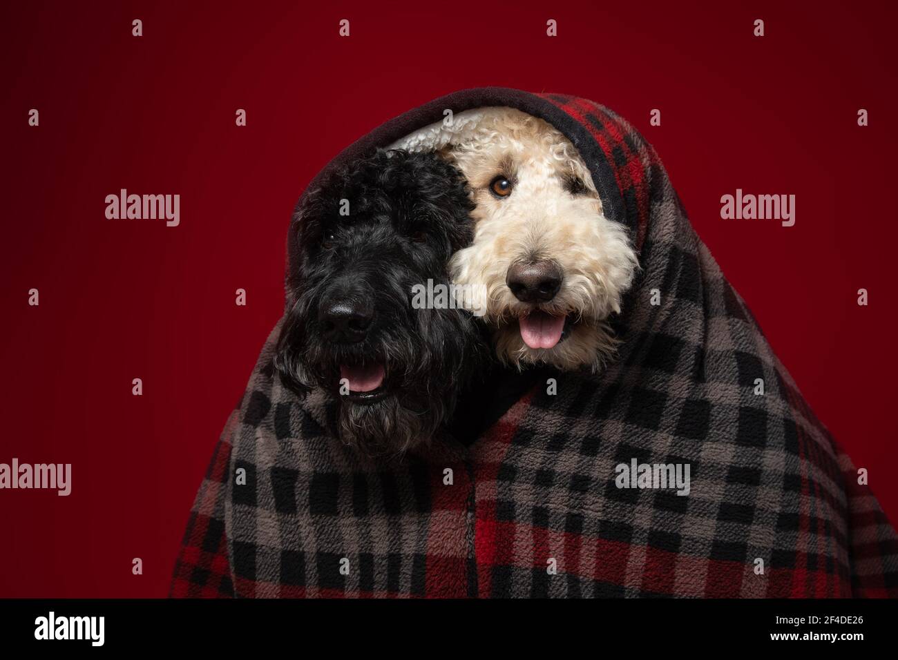 A Black and a white labradoodle wrapped in a blanket together Stock Photo