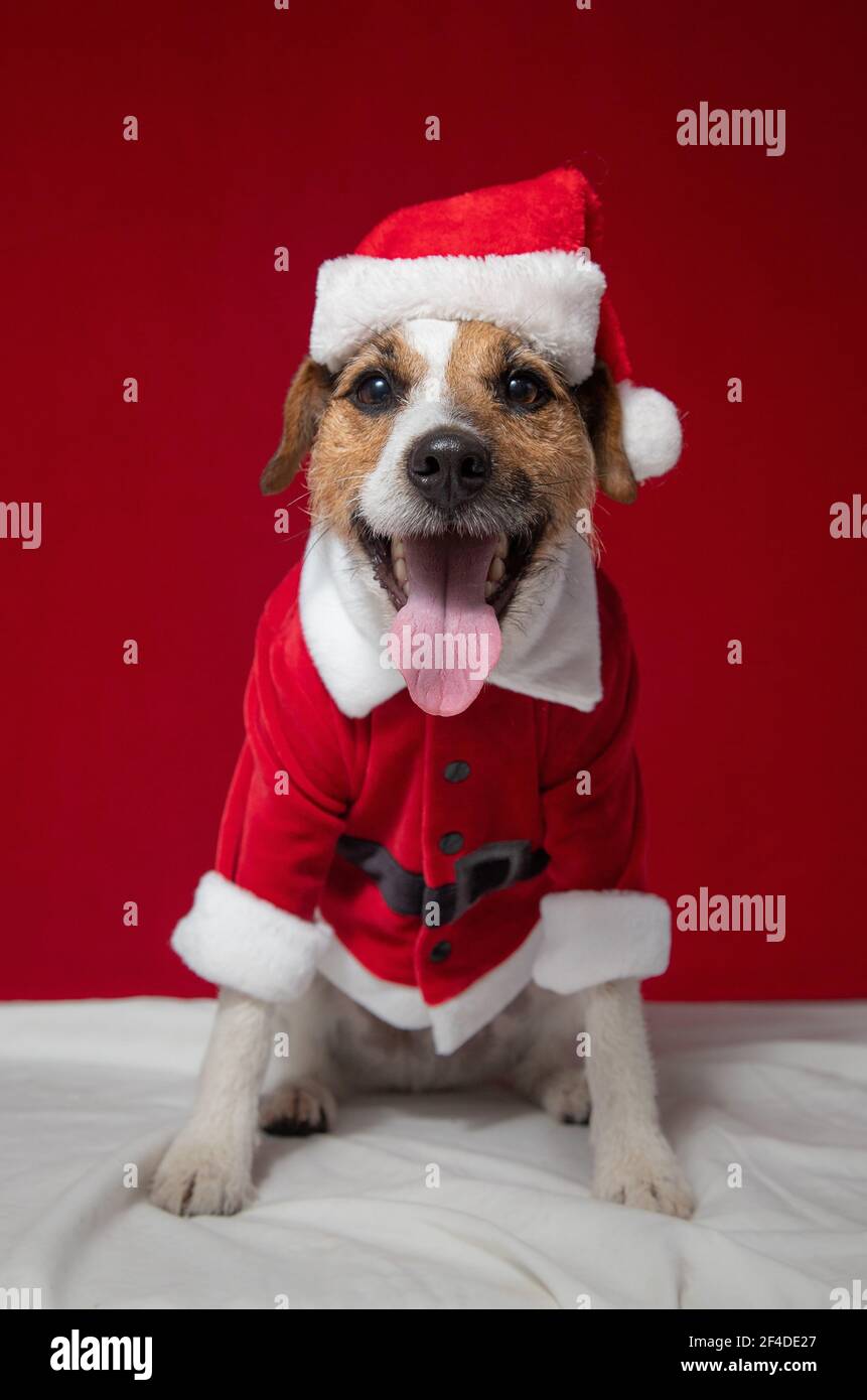 Portrait of a jack russell terrier wearing a Christmas outfit Stock Photo