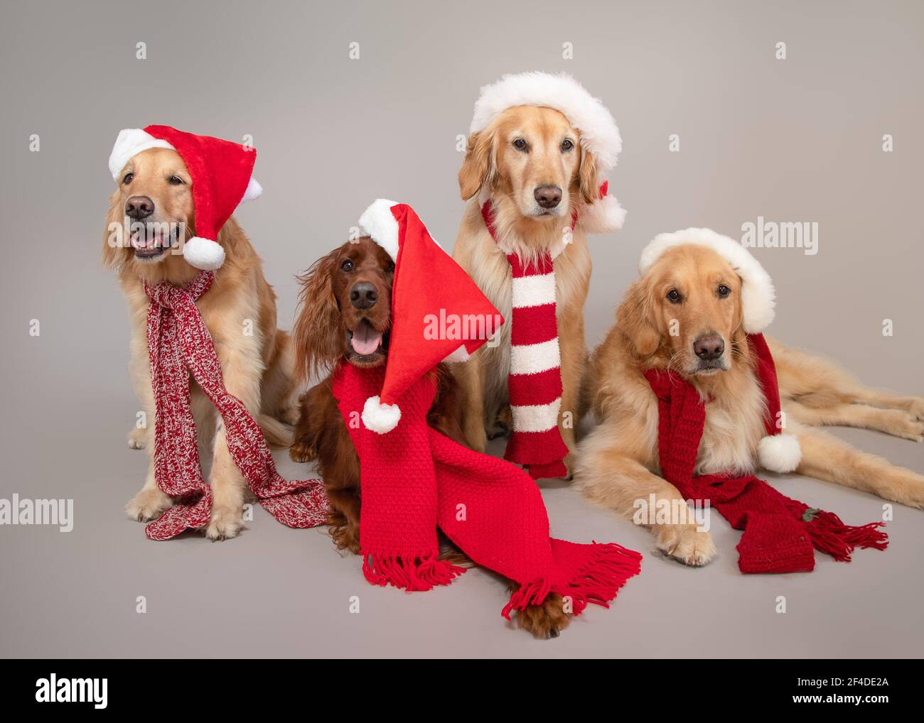 Golden retrievers and Irish Setter dogs dressed in Christmas hats and scarves Stock Photo