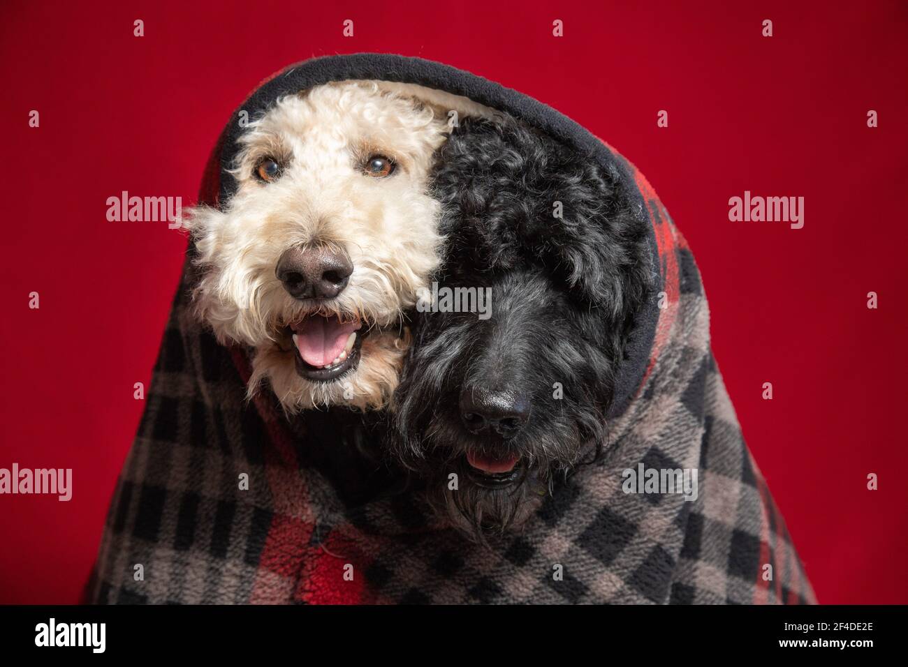 A Black and a white labradoodle wrapped in a blanket together Stock Photo