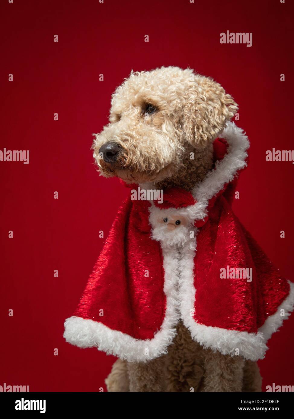 Portrait of a goldendoodle wearing a Christmas cape Stock Photo