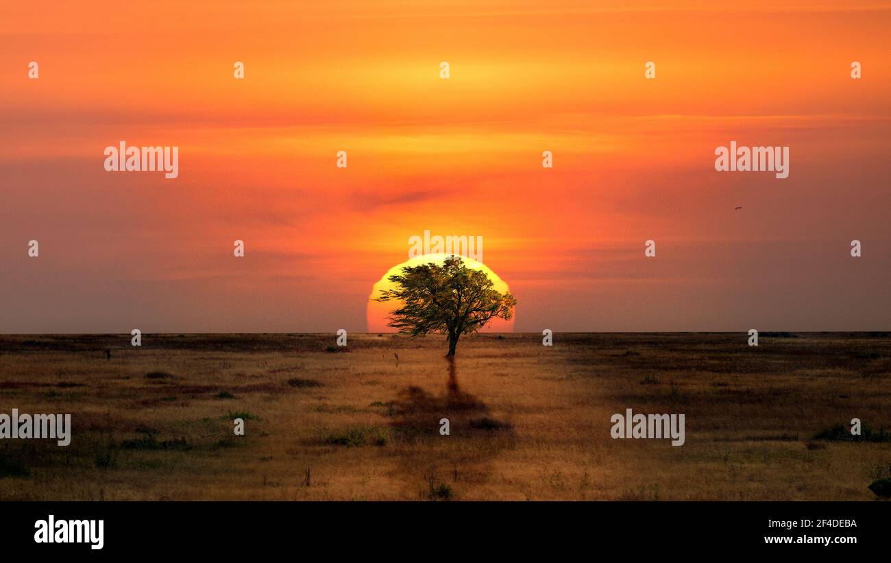 Lone tree in the desert backlit by sunset Stock Photo